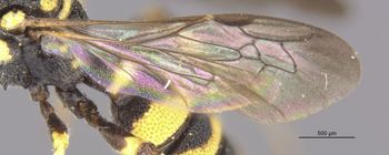 Media type: image;   Entomology 10030 Aspect: Wing front